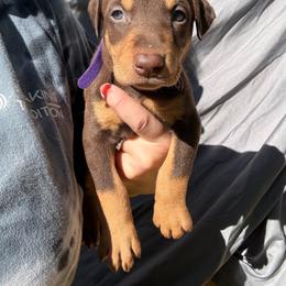 Twix - Red and rust female Doberman Pinscher puppy in Ludowici, Georgia from Royal Destiny Kennels