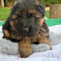 Girl 1 - Black and red female German Shepherd puppy in Watervliet, Michigan from Von Kingsburg Shepherds