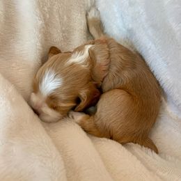 Cocker Spaniel Puppies from Jennifer Dees