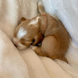 Cocker Spaniel Puppies from Jennifer Dees