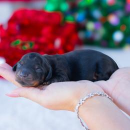 Coco - Black and tan female Dachshund puppy in Fort Myers, Florida from Blossom Paws