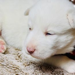 Halo - White male Siberian Husky puppy in Atlanta, Georgia from Lobban Huskies