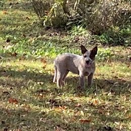 Australian Cattle Dog Puppies from Tall Pines Cattle Dogs
