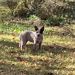 Australian Cattle Dog Puppies from Tall Pines Cattle Dogs