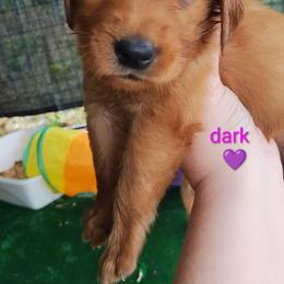 Purple - Dark golden female Golden Retriever puppy in Davisboro, Georgia from Ginger Snap Golden Retrievers