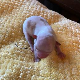 Sunny - Fawn and white female Chihuahua puppy in Red Bluff, California from Aye Chihuahua