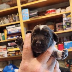 Deutsch-Drahthaar Puppies from vom Cornerstone