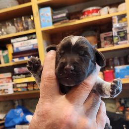 Deutsch-Drahthaar Puppies from vom Cornerstone