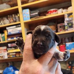 Deutsch-Drahthaar Puppies from vom Cornerstone
