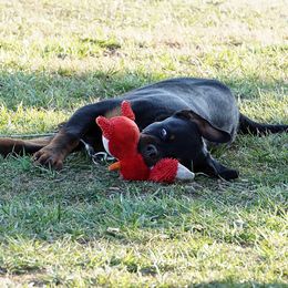 Rottweiler Puppies from Mountain High Kennels