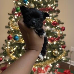 Boy 1 - Parti male Yorkshire Terrier puppy in Mobile, Alabama from Ace of Spades Yorkies