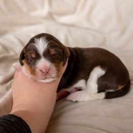 Coconut - female Golden Mountain Doodle puppy in New River, Arizona from Sonoran Standard Doodles