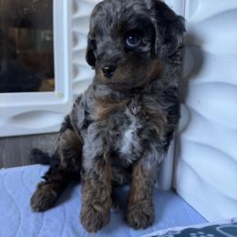 Violet - Merle female Cavapoo puppy in Selma, Texas from Sage Mini Doodles
