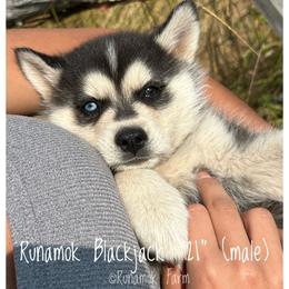Runamok Blackjack - 21 - Wolf sable male Pomsky puppy in St. Maries, Idaho from Runamok Farm
