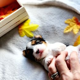 Biewer Terrier and Yorkshire Terrier Puppies from 1.StarDreamPups