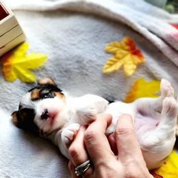 Biewer Terrier and Yorkshire Terrier Puppies from 1.StarDreamPups