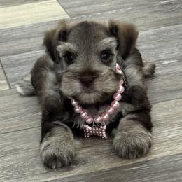 Miracle Female 1 - Liver female Miniature Schnauzer puppy in Pageland, South Carolina from New Haven Farms