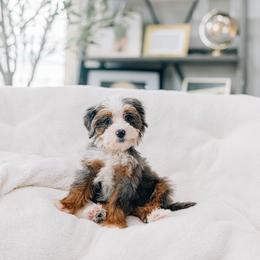 Juliet - Merle female Bernedoodle puppy in Murray, Utah from Sun Valley Doodles