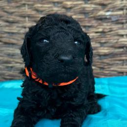 Orlando - Black male Pyredoodle puppy in Willacoochee, Georgia from Kitandkboodle's Doodles