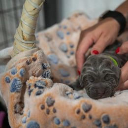 Green Collar - Gray male Cane Corso puppy in Colorado from Iconic Corso Kennel