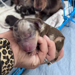 Dove - Dapple female Dachshund puppy in Duncan, Arizona from Bootheel Doxies & Poms