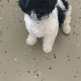 Morkie Puppies from Morkie Bears of Reno