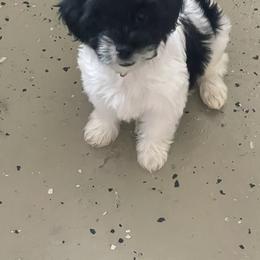 Morkie Puppies from Morkie Bears of Reno