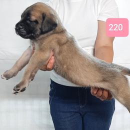 AKC PUP 220 - Fawn female Mastiff puppy in Ava, Missouri from Ozark Mountain Mastiffs