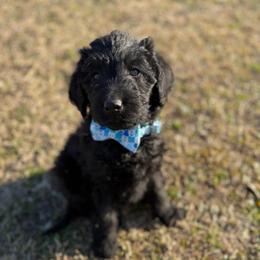Coal - Black male Labradoodle puppy in Georgetown, South Carolina from Muddy Bay Kennels