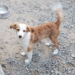 Cedar - Red merle male Aussiedoodle puppy in Grants Pass, Oregon from Down Under Doodles