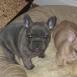 French Bulldog Puppies from Texas Express French Bulldogs