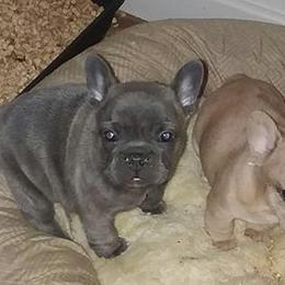 French Bulldog Puppies from Texas Express French Bulldogs