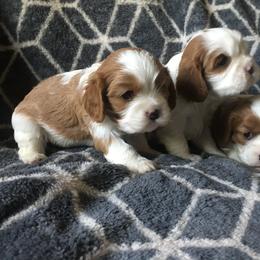 Cavalier King Charles Spaniel, Cocker Spaniel, and Xoloitzcuintli Puppies from Shasta Spots and Solids