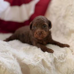 Cookie - Brown female Poodle puppy in Somerset, Kentucky from Hilltop Doodles KY LLC