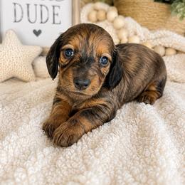 Ralph - Dapple male Dachshund puppy in Vermilion, Ohio from Dueck Dachshunds