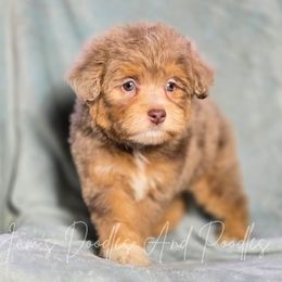 Boy 1 - male Aussiedoodle puppy in Cleveland, Georgia from Jam's Doodles And Poodles
