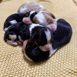 Cavalier King Charles Spaniel puppies from Puppy PlayPen