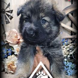 Riggs - Sable male German Shepherd puppy in Sequim, Washington from German Shepherd Haus