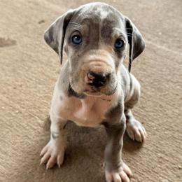 Dolly - Harlequin female Great Dane puppy in Jerusalem, Arkansas from Mara Danes