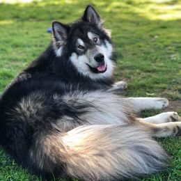 Alaskan Malamutes from The Flying Buffalo's Alaskan Malamute Ranch