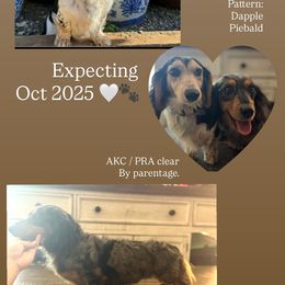 Dachshund puppies from Rockin' M’s LilBitty Dachshunds (LBD)
