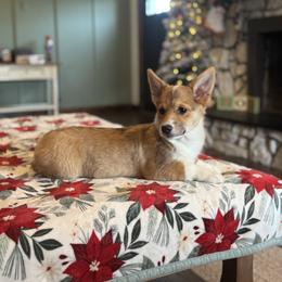 Amazing markings on this girl - Red female Pembroke Welsh Corgi puppy in Missouri from Cooler Farms Corgis