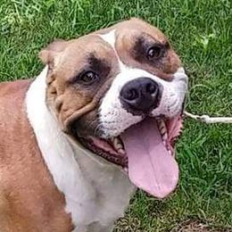 Bonnie - American Staffordshire Terrier