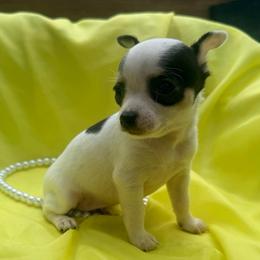 Anna (runt) teeny - Black and white female Chihuahua puppy in Seneca, Missouri from Stephanie’s Puppy Colony
