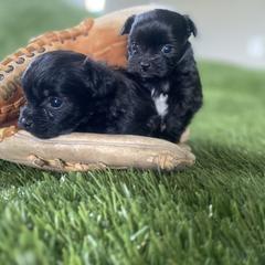 Shih Tzu, Shorkie, Yorkipoo, and Yorkshire Terrier Puppies from Little Rascal Ranch