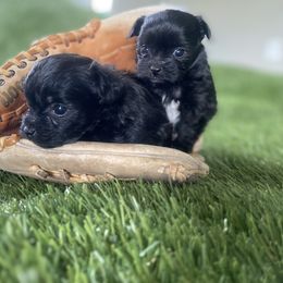 Shih Tzu, Shorkie, Yorkipoo, and Yorkshire Terrier Puppies from Little Rascal Ranch