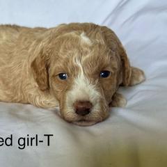 Red collar girl - Apricot female Goldendoodle puppy in Vian, Oklahoma from Dog Days Doodles
