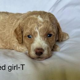 Red collar girl - Apricot female Goldendoodle puppy in Vian, Oklahoma from Dog Days Doodles