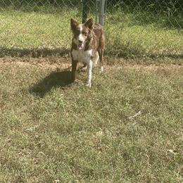 Border Collie Puppies from Ferguson Border Collies