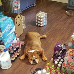 Harley - Bulldog